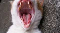 5 Fapte interesante despre dinții felini